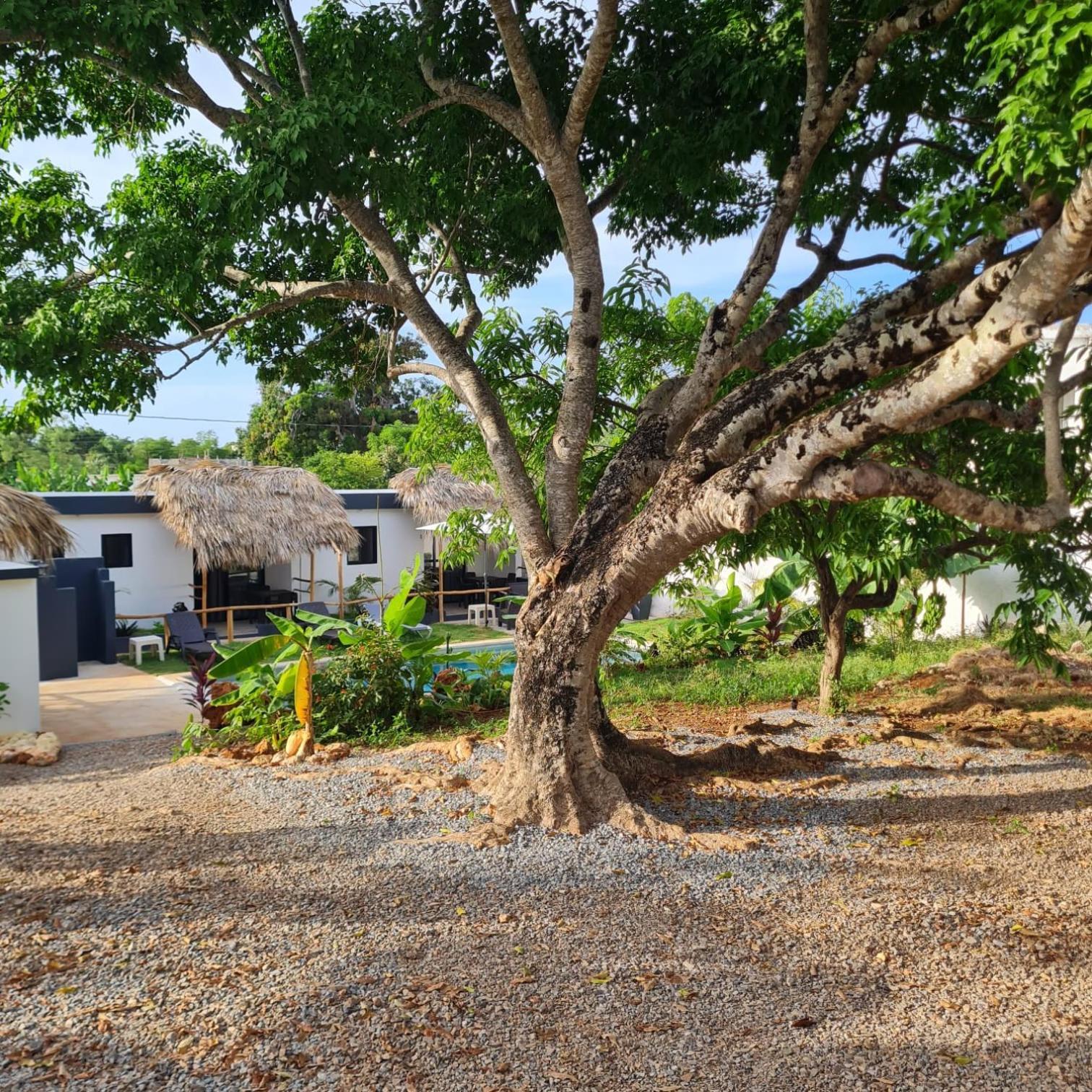 Bungalows Colibri Las Galeras Exteriör bild
