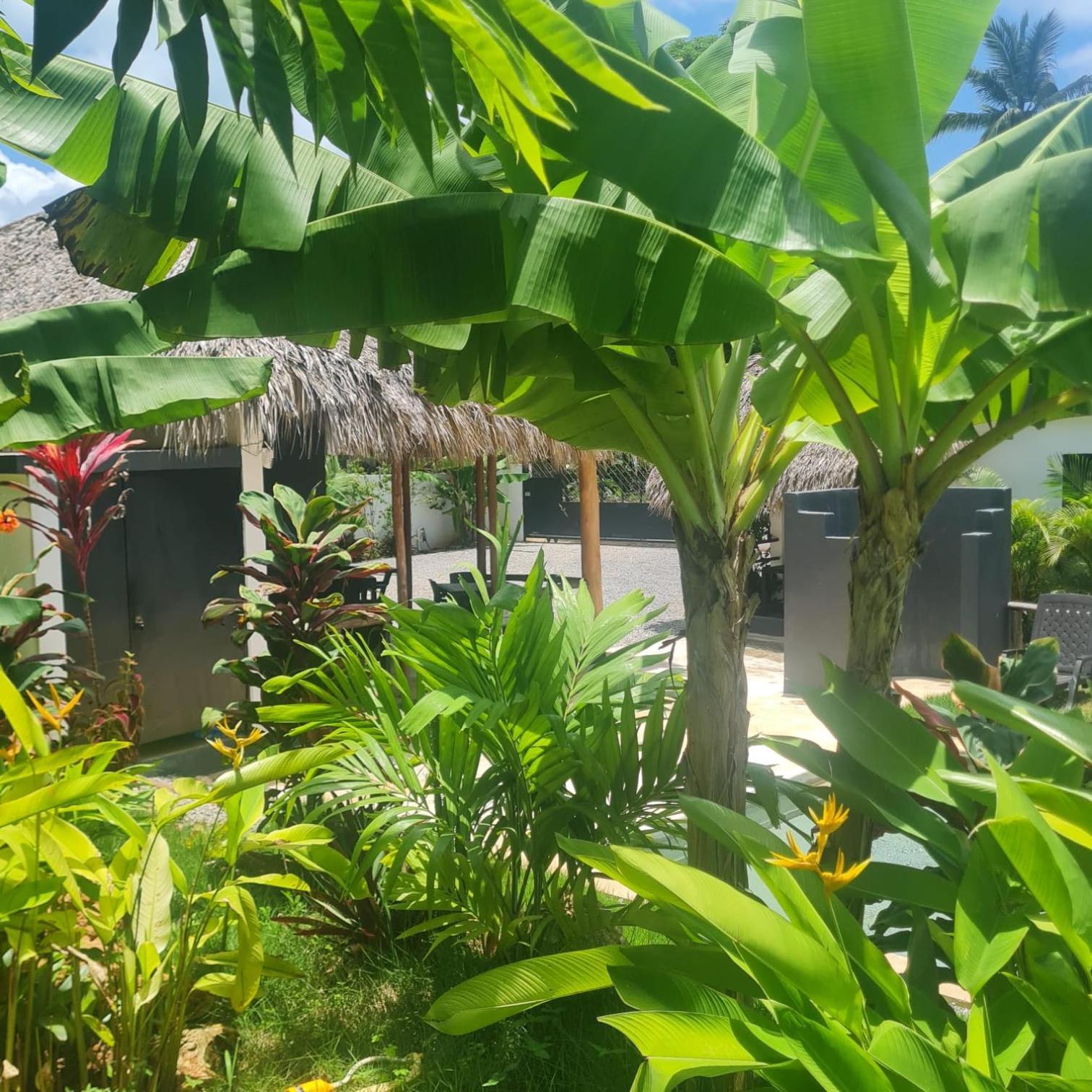 Bungalows Colibri Las Galeras Exteriör bild